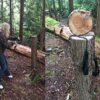 Sportsman Pocket Chainsaw 36 Inches Long With FREE Fire Starter! This Hand Saw Tool is Best for Survival Gear - Camping - Hunting or any Home Owner. Replaces a Pruning or Pole Saw. - Image 4